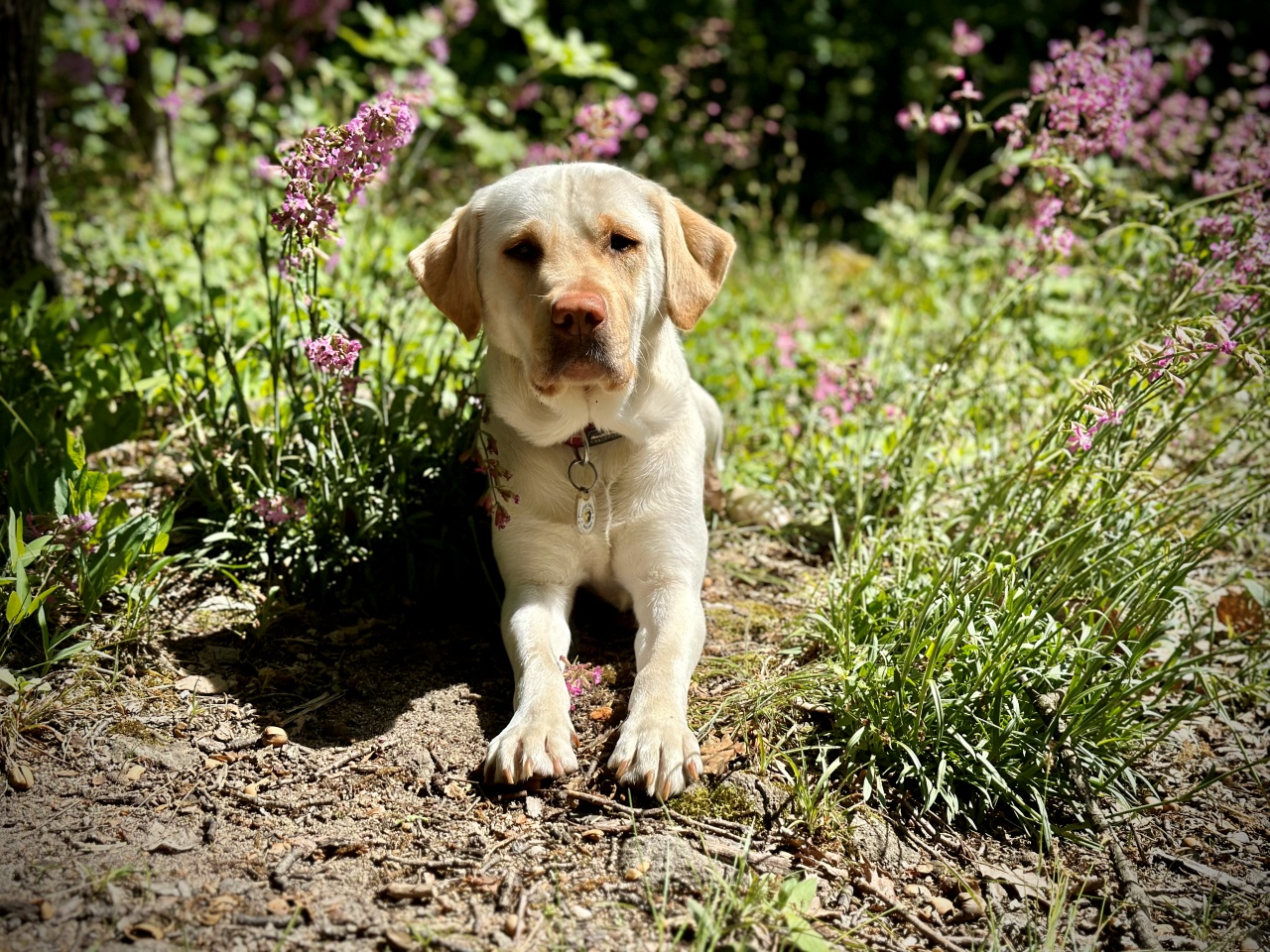 Megépült a darázsfészek