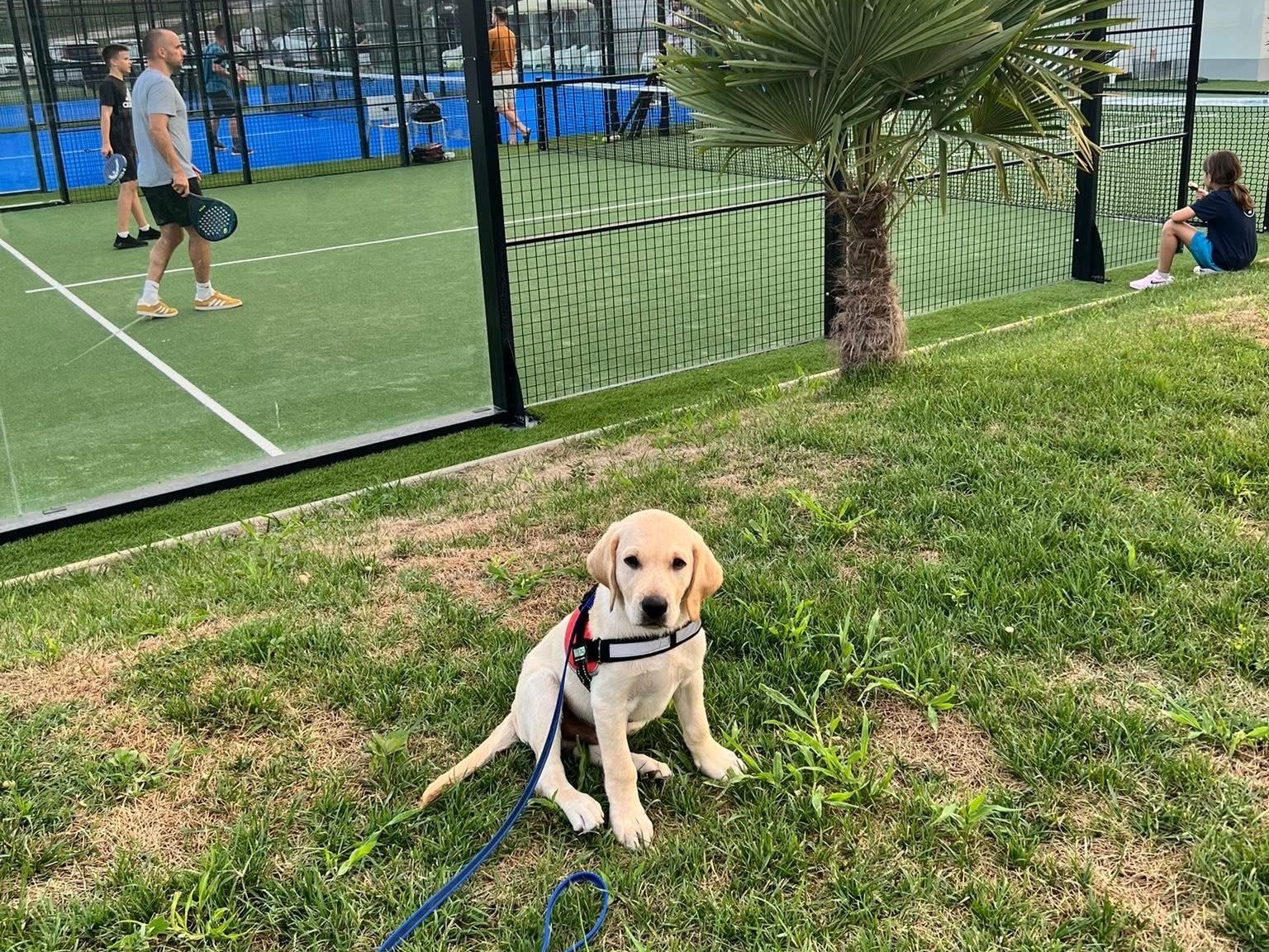 Kifli egy idős lélek kölyökbundában