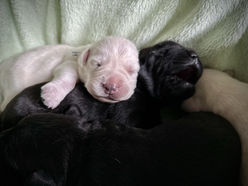 Így fejlődnek az első héten a pici labradorok