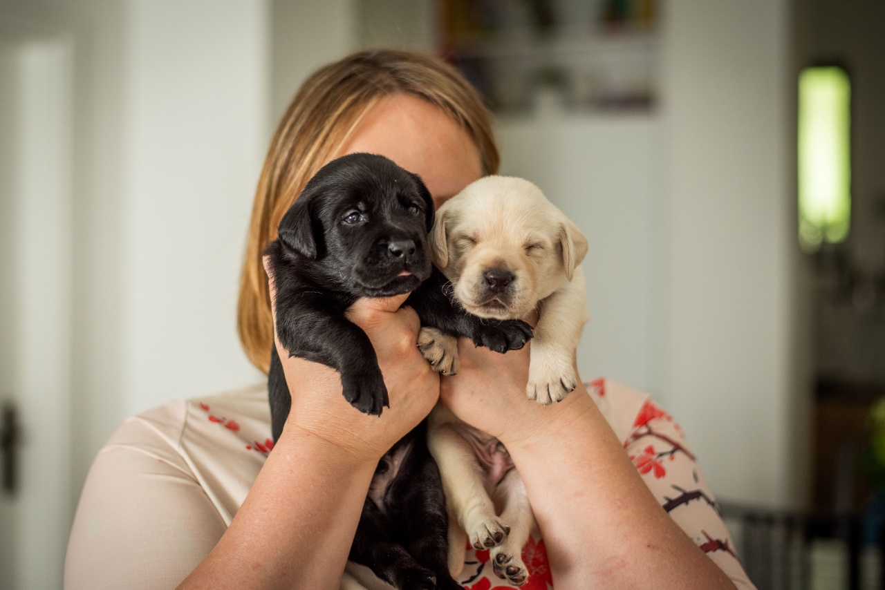 Szépen énekelnek Darázs kölykei