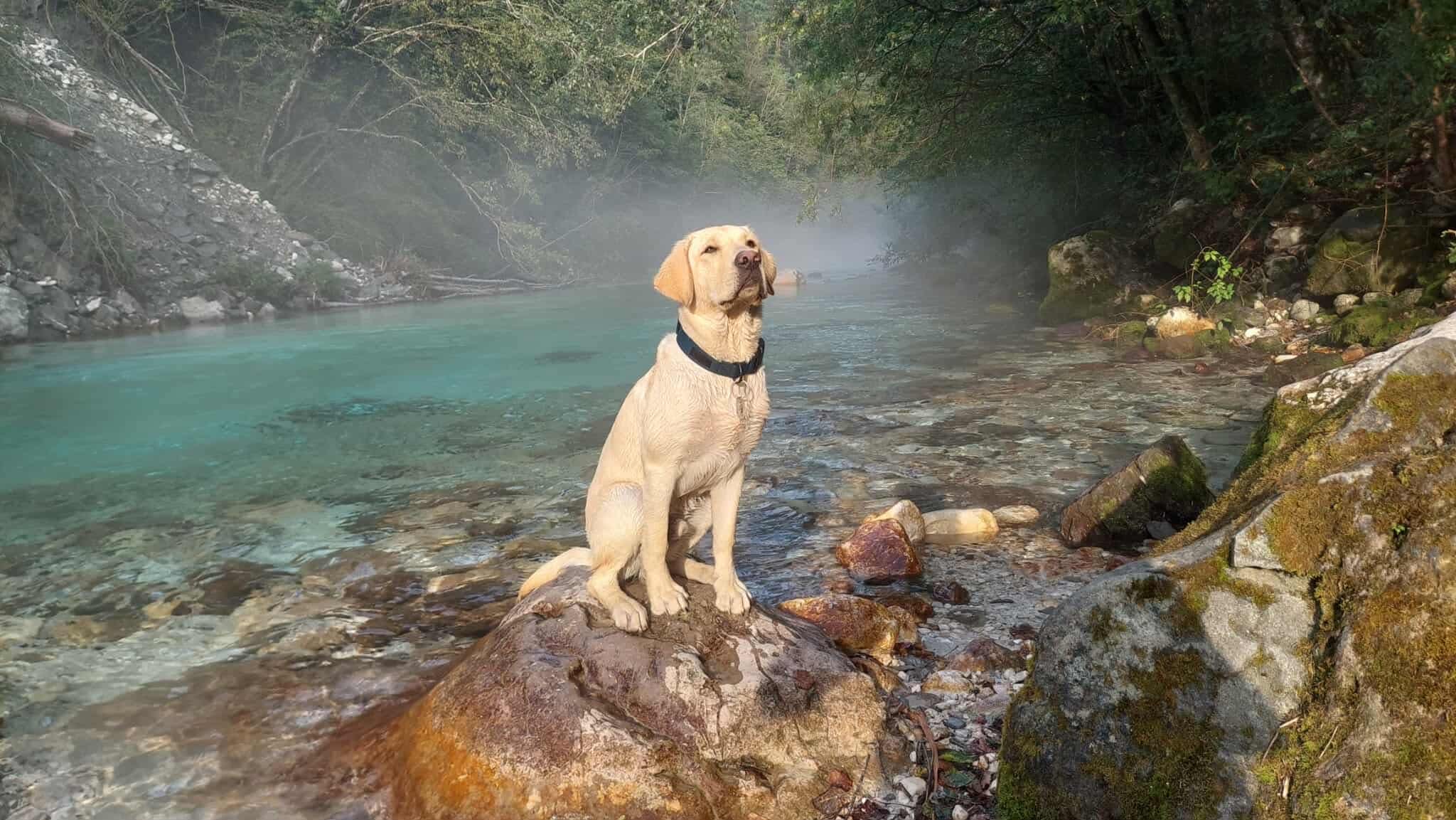 Nyaral a kutyás csapat