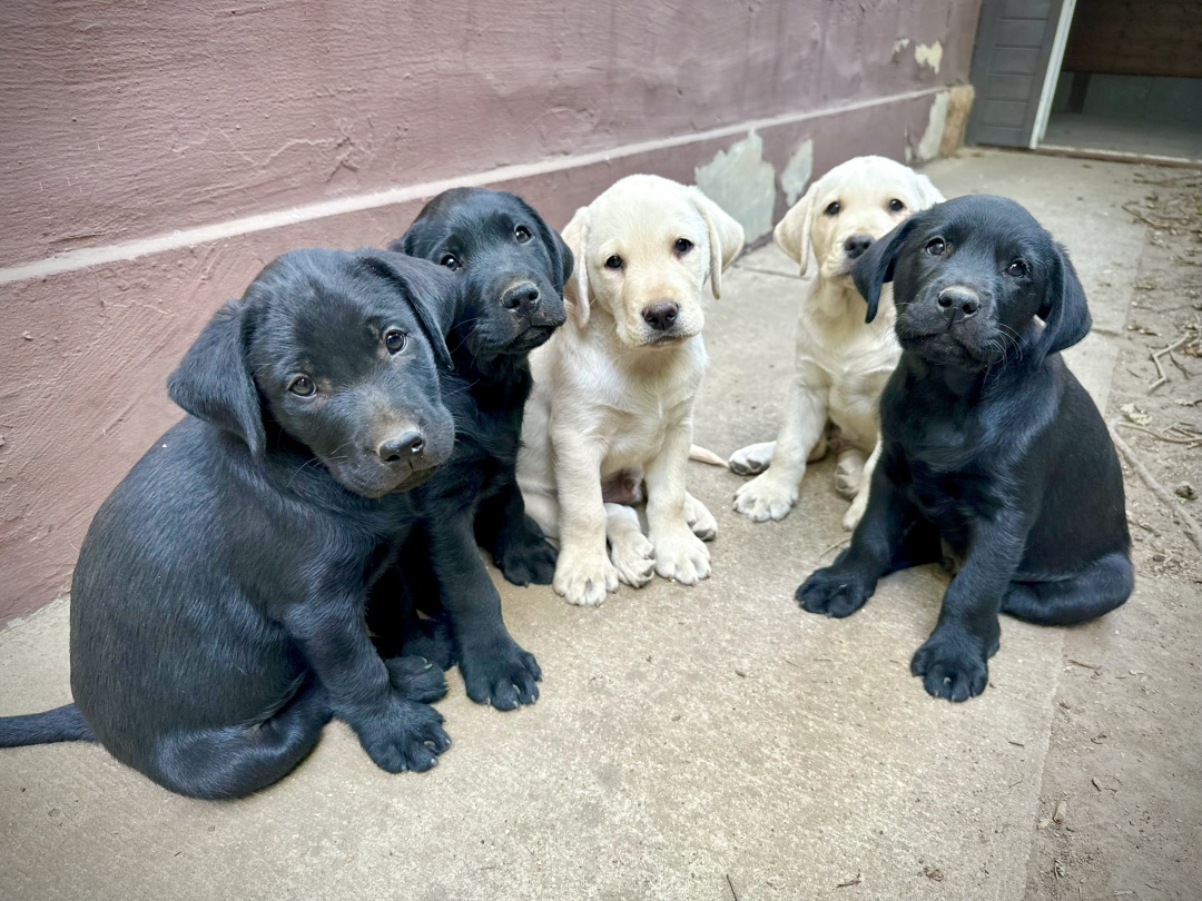 Búcsúznak az M alom vakvezető kölykei