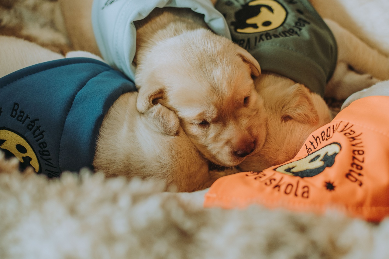 Exkluzív vakvezető kutyás hírlevelünk Mindenkinek!