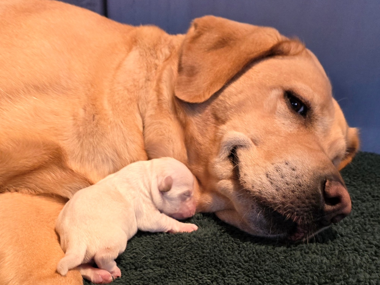 Kicsi a bors, de sok tejet iszik