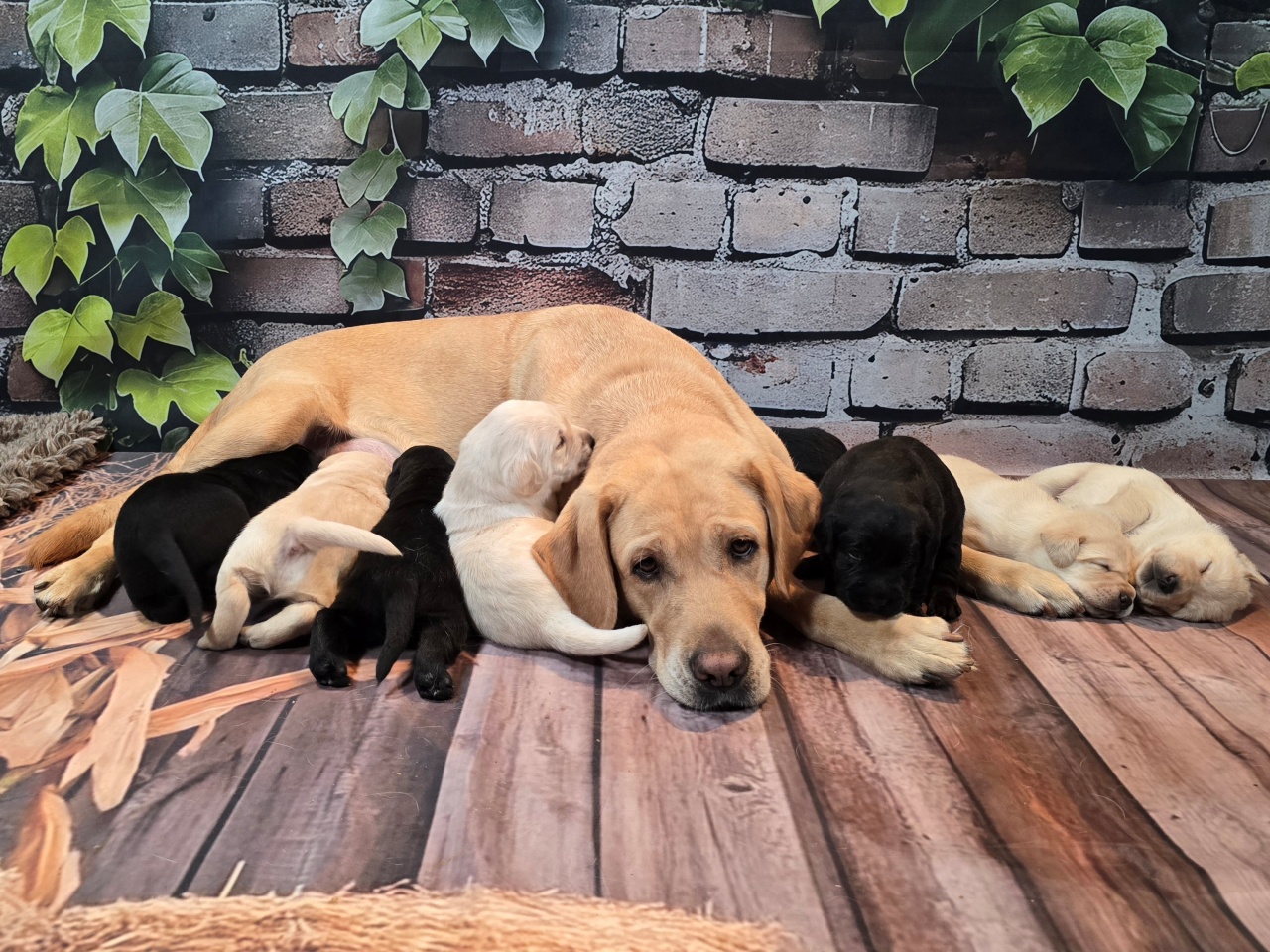 Új étlapról esznek a háromhetes kölykök