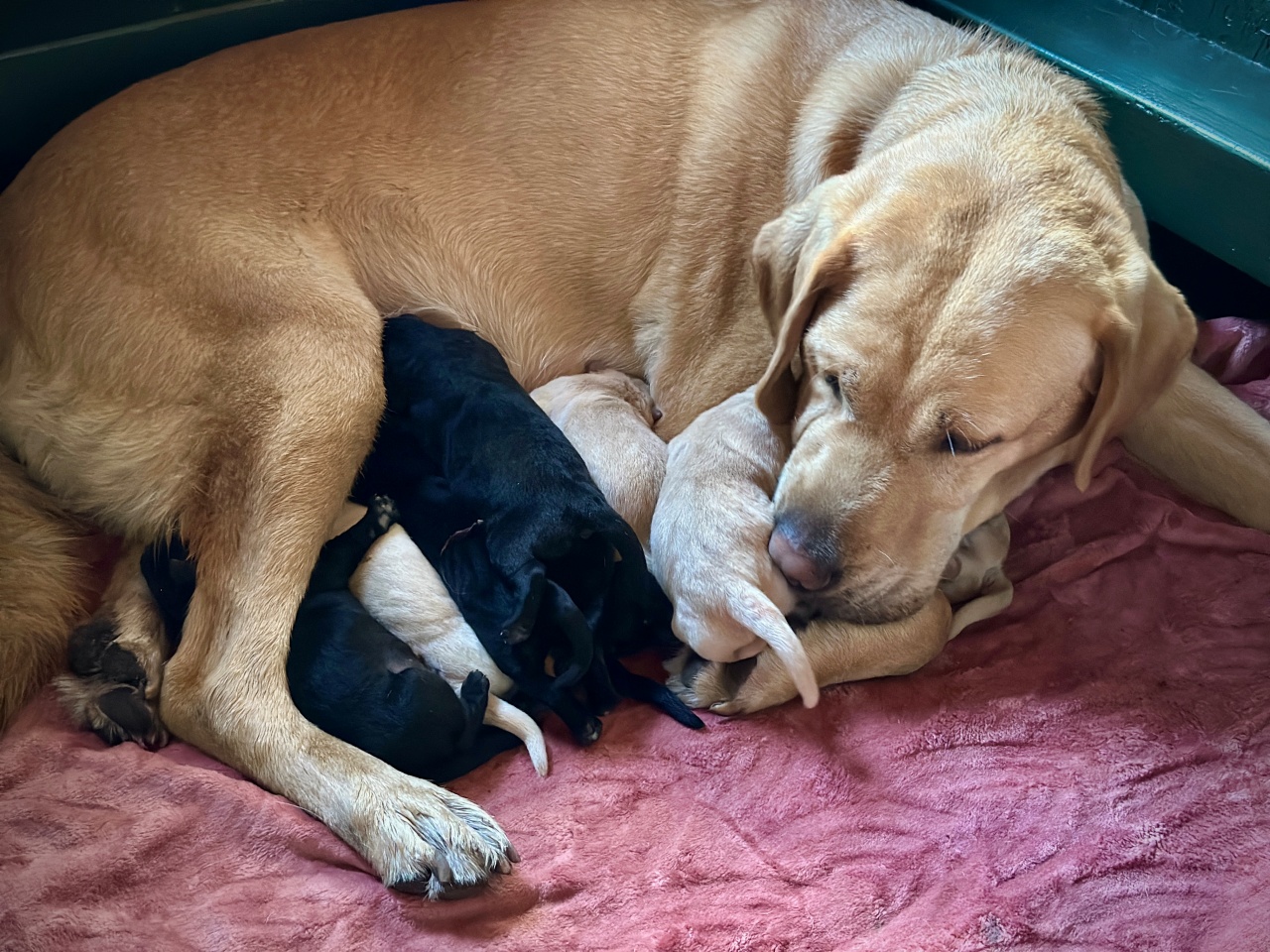 Kis csoda született