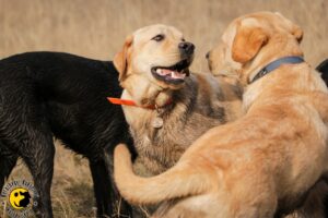 Forest Hike With Guide Dog Trainees