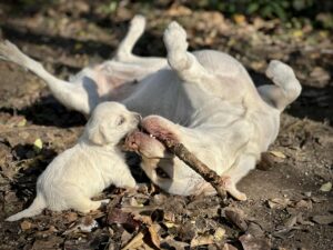Topaz’s puppies are very clever
