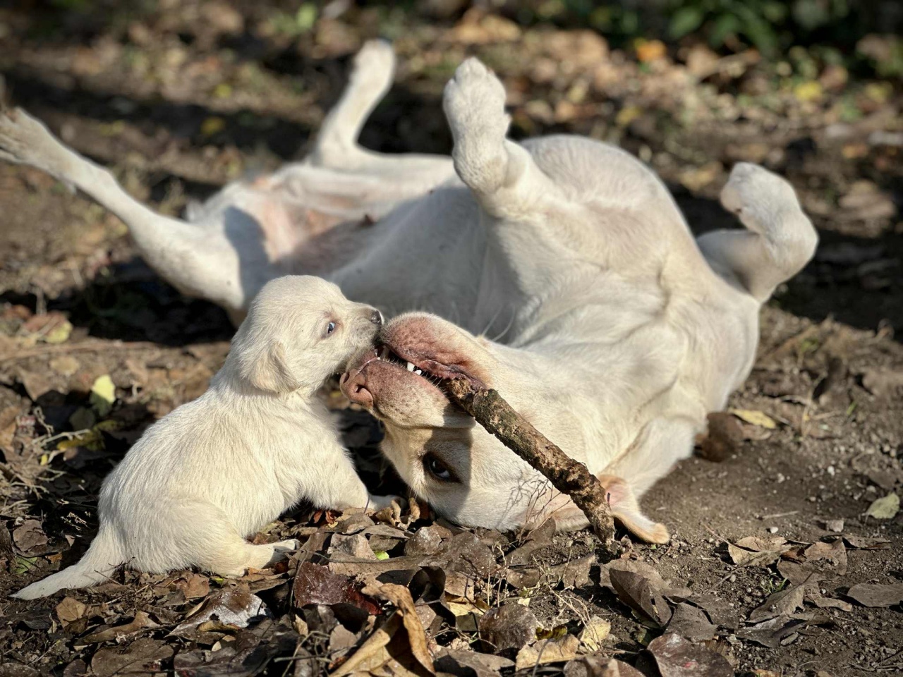 Nagyon eszesek Topáz kölykei