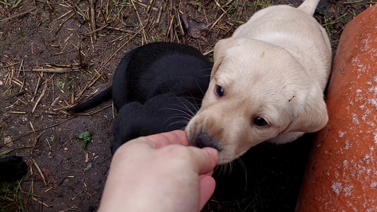 Jutalomra váró kezesbárányok