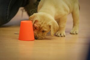 Gentle Pups Waiting for Treats