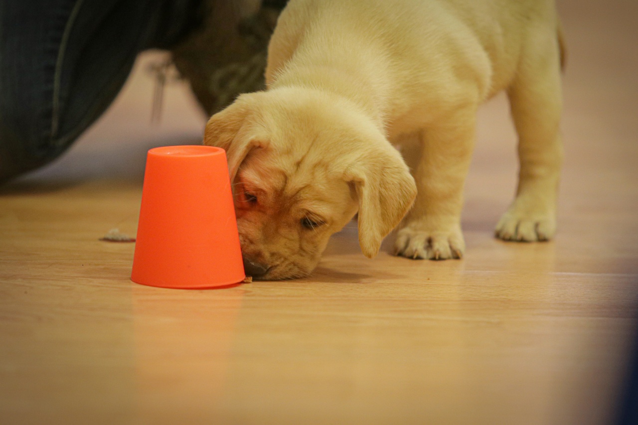 Gentle Pups Waiting for Treats